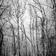 Image for article titled 27 Photos Of Barenaked Trees